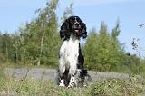 SPRINGER SPANIEL 007